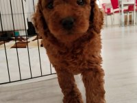 3.5 aylık tuvalet eğitimli erkek toy poodle