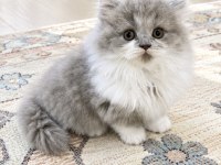 Dişi bicolor lilac long perfect british longhair