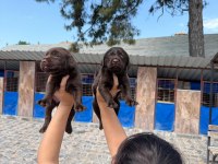 Labrador köpeği yavrularım