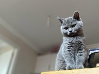 Dişi British Shorthair