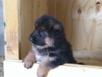 ALMAN ÇOBAN KÖPEĞİ YAVRULARI