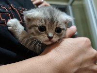 Ayıcık Suratlı Scottish Fold Yavrumuz Sahibini Bekliyor