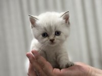 Yavru british shorthair