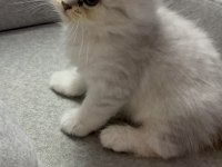Sevimli kardeş kediler