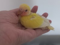 El besleme uysal ısırmaz bebek sevda papağanı yavrusu