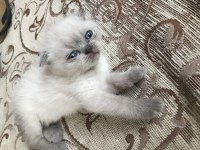 British shorthair kedimizi sahiplendirme