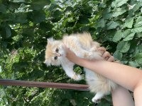 Safkan British Longhair By12 ve Ny12 Yavrular