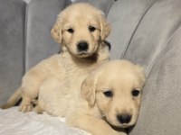 Orjinal golden retriever