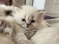 British Longhair Yavru Kedilerimiz Teslime Hazırdır