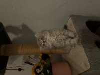 Erkek british longhair