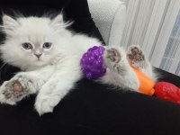 3 Aylık British Longhair Kızımıza Acil Yuva Arıyoruz