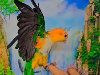 Full Evcil Caique Maskot