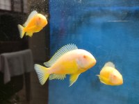 Albino kipili tropheus