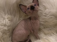 sphynx sfenks dişi erkek