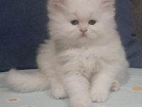 İran Chinchilla Yavru Kedimiz