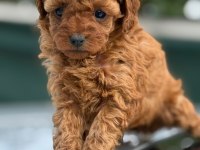 Küçük poodle prensler ve prensesler
