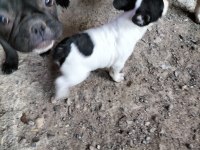 İlgilenen arkadaşlara french bulldog