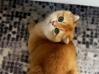 ÜST DÜZEY GEN HATTI GOLDEN POİNT SCOTTİSH BEBEKLER