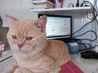 Maddi sıkıntı 11 aylık british shorthair