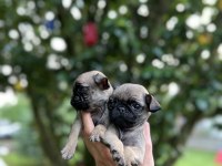 Pug Mops yavrular