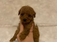 MİKRO BOY TOY POODLE BEBEKLERİM