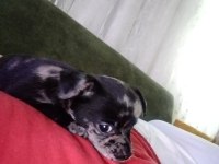 Chihuahua erkek egzotik renkli 60 günlük
