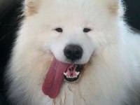 KIF/FCI ŞECERELİ SAMOYED ERKEK YAVRU
