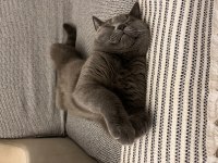EVCİL BRİTİSH SAHİPLENDİRİLECEK KEDİMİZ