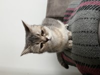 British Shorthair Kedisi