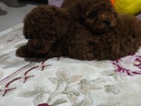 Toy poodle kore kan yavrular