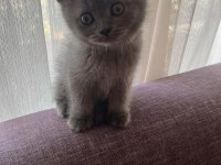 Orjinal ırkta nadir bulunan bir cins british shorthair