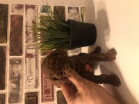Safkan Toy Boy Poodle Red Brown Yavru