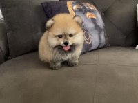 45 günlük erkek pomeranian boo