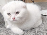 Yavru son scottish fold kedimiz