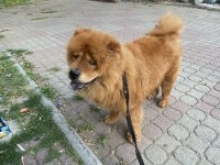 2 yaşında çin aslanı
