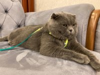 Full uykucu kedi 2 yaşında british