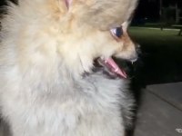TUVALET EĞİTİMİ MEVCUT KÖPEKTİR BÜTÜN BAKIMLARI YAPILMIŞTIR