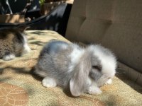 HOLLANDA LOP TAVŞANLARIMIZ
