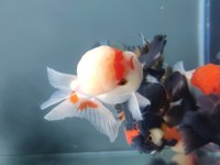 İTHAL ORANDA THAİLAND BABY FACE ORANDA KALİTELİ