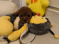 Kore red brown toy poodle minicik güzellikler