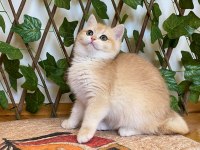 NY12 Dişi İrina British Shorthair Golden