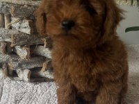 Harika Kore Poodle Yavruları Bebek Surat