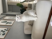 Ücretsiz Scottish Fold 5 Yaşında