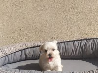 Teslime Hazır Maltese Terier yavrularimiz