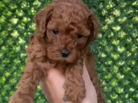 KORE ERKEK TOO POODLE YAVRUMUZ