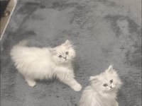 SAFKAN BRİTİSH MALZEMELERİYLE 2 YAVRU 1 DİŞİ 1 ERKEK