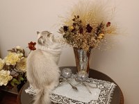 British Longhair Kedim Karameli Sahiplendirmek İstiyorum