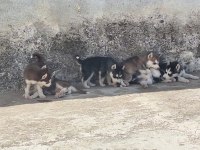 Sağlıklı husky yavru köpekler