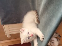 Saf kan british shorthair dişi yavru