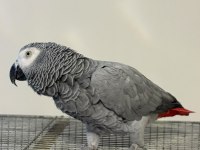 KONUŞAN JAKO EĞİTİMLİ İNSANLARA ALIŞKIN